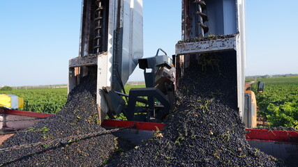 GRAPE HARVESTER, UNLOADING THE HARVESTED BLACK GRAPES INTO THE TRACTOR 5