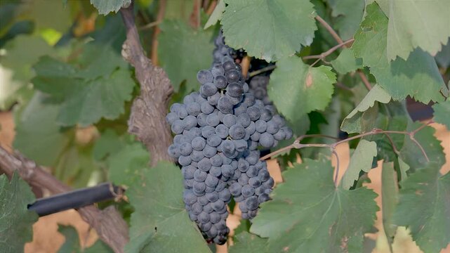 BUNCHES OF RIPE BLACK GRAPES ON THE PRIMITIVO DI MANDURIA VINEYARD, BEFORE BEING HARVESTED 1