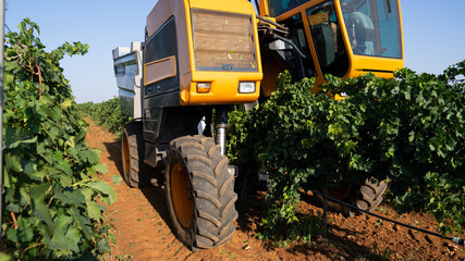 FRONT VIEW OF A GRAPE HARVESTER WHILE HARVESTING 4