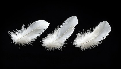 Three delicate white feathers arranged in a row, showcasing their soft, intricate details against a dark background.