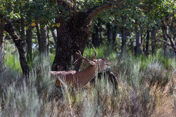 Male common or European deer bellowing in the bush. Cervus elaphus.