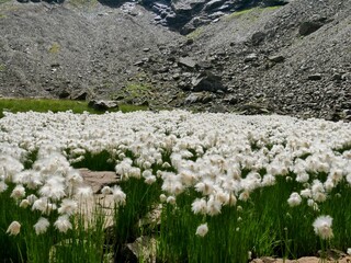 Eriophorum, fleurs Alpes