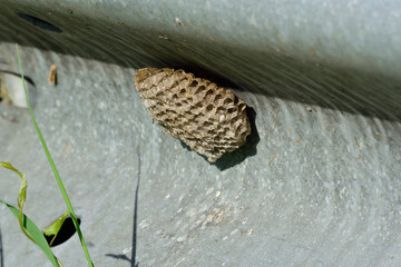 Panal avispa asiatica en barrera quitamiedos