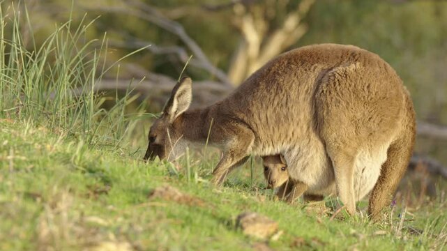 Mother kangaroo eating grass with cute baby in pouch with sunset golden light - Adelaide Hills, South Australia
