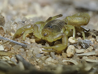 Skorpion