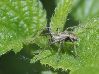 Listspinne (Pisaura mirabilis)