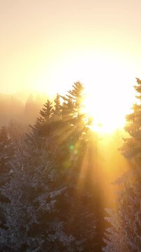 The enchanting sunrise filters through the snowy trees in a serene and misty forest view