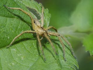 Listspinne (Pisaura mirabilis)
