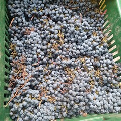 Grapes harvested for wine production
