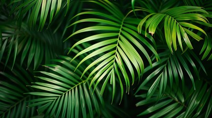 Close-up of Lush Green Palm Fronds