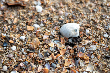 shells on the beach in thailand