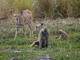 Fototapeta premium Bärenpavian&nbsp;oder&nbsp;Tschakma&nbsp;(Papio ursinus) und Sambesi-Großkudu (Strepsiceros zambesiensis)