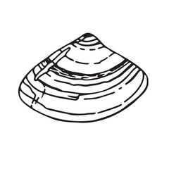 A seashell. Hand-drawn vector illustration of a seashell on an isolated background. Scallop pattern in black and white contour style. A sketch drawn in black ink. Underwater ink drawing for the logo.