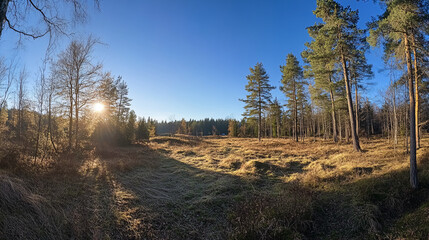 Wald Panorama mit Sonnenstrahlen: A panoramic forest view with sun rays streaming through the trees, creating a warm and inviting atmosphere.