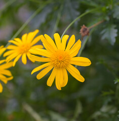 Beautiful close-up of euryops pectinatus