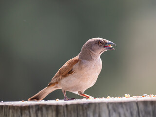 Graukopfsperling (Passer griseus)