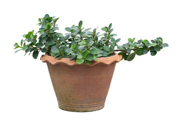 Ficus microcarpa, Green Island, Wax Fig, Panda Ficus or Dollar Ficus growing in brown pot isolated on white background included clipping path.
