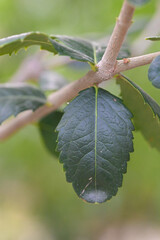Beautiful close-up of the leaf of phillyrea latifolia