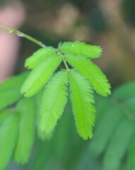 Beautiful close-up of the leaves of calliandra tweediei