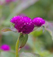 Beautiful close-up of gomphrena globosa flower