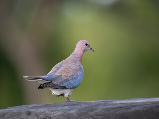 Palmtaube (Spilopelia senegalensis), Senegaltaube