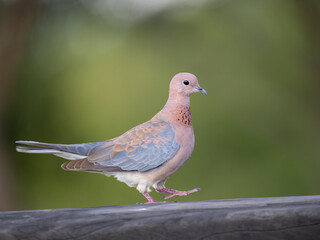 Palmtaube (Spilopelia senegalensis), Senegaltaube