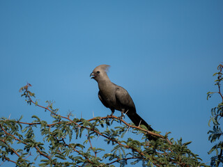 Graulärmvogel (Crinifer concolor)