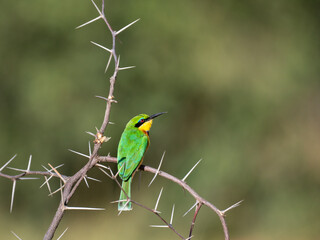 Zwergspint (Merops pusillus)
