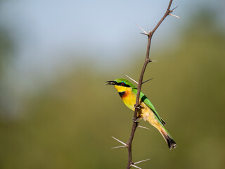 Zwergspint (Merops pusillus)