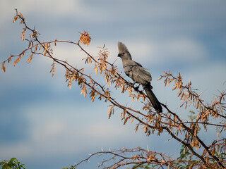 Graulärmvogel (Crinifer concolor)