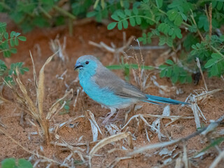 Blauastrild (Uraeginthus angolensis), Angola-Schmetterlingsfink