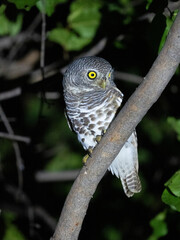 Kapzwergkauz (Glaucidium capense)