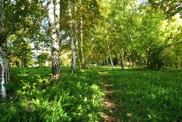 path in the forest