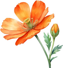 Stylish Geraea flower watercolor clipart for graphic design. 
