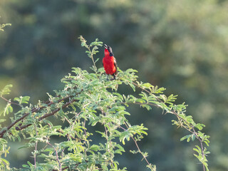 Rotbauchwürger (Laniarius atrococcineus)