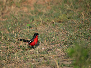 Rotbauchwürger (Laniarius atrococcineus)