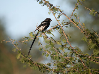 Elsterwürger (Lanius melanoleucus)