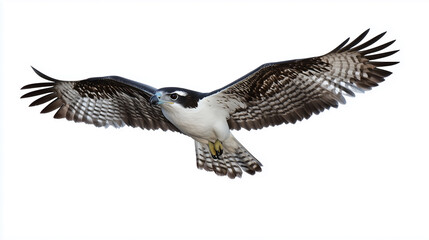 Obraz premium Majestic Osprey in Flight with White Chest
