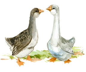 Watercolor Goose ilustration isolated on white. Farm birds