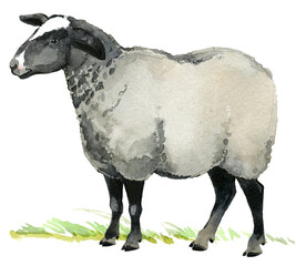 Watercolor sheep illustration white background