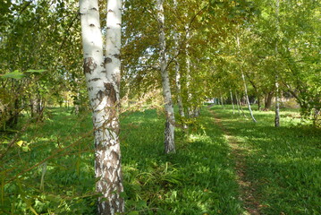 fence in the woods