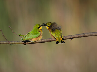 Zwergspint (Merops pusillus)