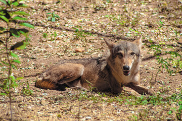 always ready to act (waiting for the chance)