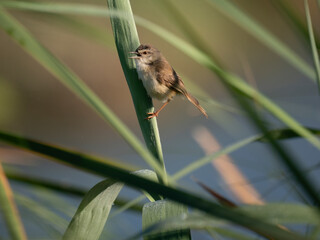 Rahmbrustprinie (Prinia subflava)