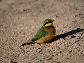 Zwergspint (Merops pusillus)