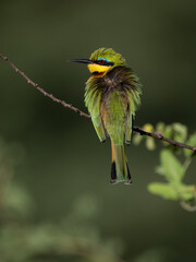 Zwergspint (Merops pusillus)