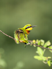 Zwergspint (Merops pusillus)