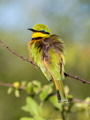 Zwergspint (Merops pusillus)