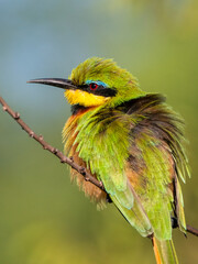 Zwergspint (Merops pusillus)