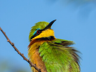 Zwergspint (Merops pusillus)